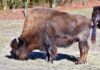 Hellabrunn: Unfreiwilliger Aufenthalt in dem Bisongehege
