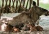 Doppelter Nachwuchs bei den Elchen in Hellabrunn